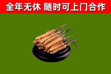 射洪烟酒回收冬虫夏草.jpg