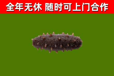 射洪烟酒回收干海参.jpg
